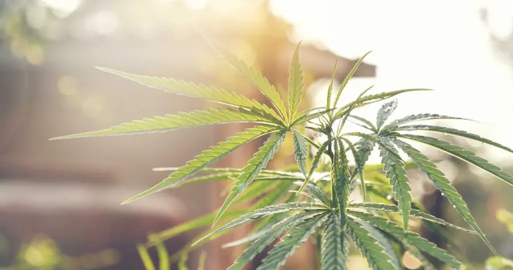 Green marijuana cannabis plant in greenhouse.